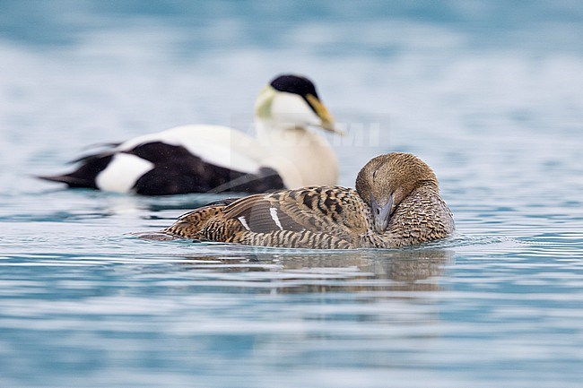 Common Eider (Somateria mollissima borealis), side view of a couple swimming in the water, Southern Region, Iceland stock-image by Agami/Saverio Gatto,