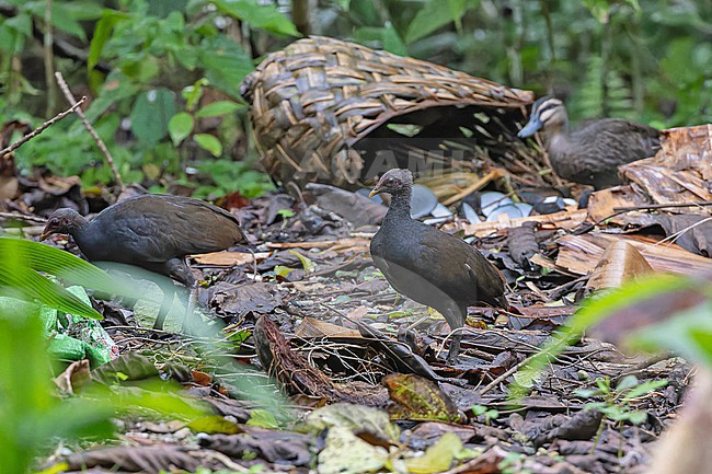 Melanesian Megapode (Megapodius eremita) on the Solomon Islands. Two Megapodes walking near settlement. stock-image by Agami/Pete Morris,