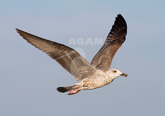 Yellow-legged Gull - MIttelmeermöwe - Larus michahellis ssp. michahellis, Germany, 1st W stock-image by Agami/Ralph Martin,