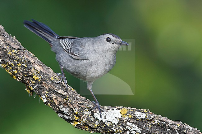 Adult 
Galveston Co., TX 
April 2006 stock-image by Agami/Brian E Small,