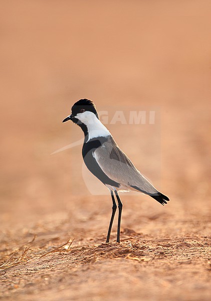 Adult Spur-winged Plover (Vanellus spinosus) standing along the shore of a sewage pond in the Gambia against a brown natural background. stock-image by Agami/Marc Guyt,