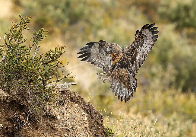 Juvenile Black-chested Buzzard-Eagle (Geranoaetus melanoleucus) landing, Tierra del Fuego, Argentina, South-America. stock-image by Agami/Steve Sánchez,