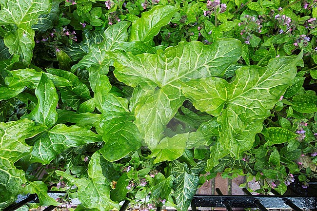 Italian Lords-and-Ladies leaves stock-image by Agami/Wil Leurs,