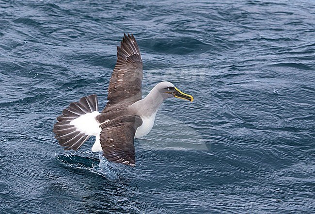 Adult Northern Buller's Albatross (Thalassarche bulleri platei) at sea off the Chatham Islands, New Zealand. Running over the ocean surface with wings and tail outstretched. stock-image by Agami/Marc Guyt,