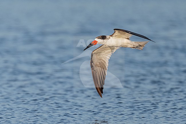 Black Skimmer (Rynchops niger) flying over water in Florida USA. stock-image by Agami/Marcel Burkhardt,