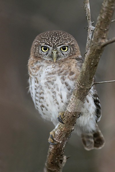 Cubaanse Dwerguil, Cuban Pygmy-Owl, Glaucidium siju stock-image by Agami/Dubi Shapiro,
