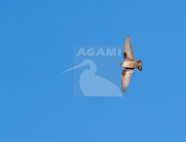 Crag Martin (Ptyonoprogne rupestris) in flight in Spain stock-image by Agami/Marc Guyt,