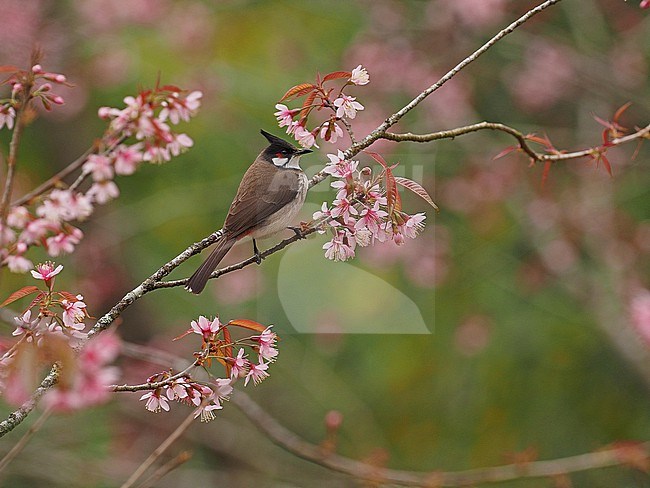 Red-whiskered Bulbul, Pycnonotus jocosus in cherry blossom, Thailand. stock-image by Agami/James Eaton,