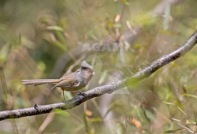 Przevalski's Parrotbill (Suthora przewalskii) in Sichuan, China. Also known as the rusty-throated parrotbill. stock-image by Agami/Pete Morris,