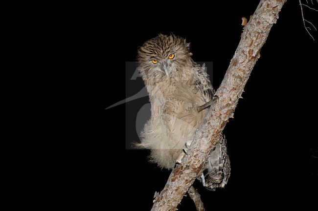 Turkish Fish Owl, Ketupa semenowi stock-image by Agami/Arnoud B van den Berg ,