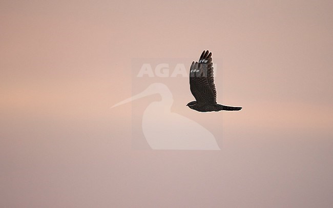 European Nightjar (Caprimulgus europaeus) in flight at sunset at North Zealand, Denmark stock-image by Agami/Helge Sorensen,
