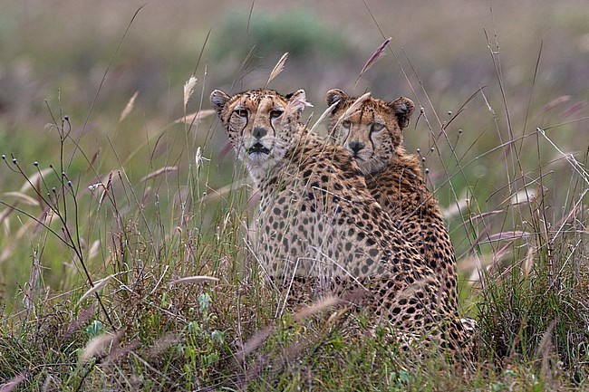 Two cheetah, Acynonix jubatus, sitting and looking at the camera. Voi, Tsavo, Kenya stock-image by Agami/Sergio Pitamitz,