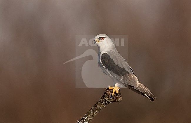 Perched Black-winged Kite (Elanus caeruleus ssp. caeruleus) in Castilla-La Mancha, Spain stock-image by Agami/Helge Sorensen,