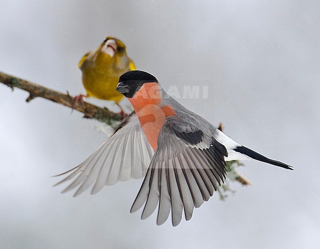 Adult male Eurasian Bullfinch (Pyrrhula pyrrhula) in flight during winter in Finland. Hovering in front of a perched Greenfinch in the background. stock-image by Agami/Arto Juvonen,