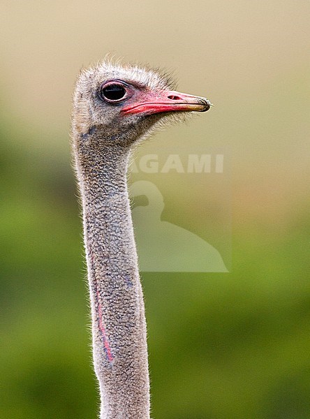 Portrait of an adult Ostrich (Struthio camelus) standing against a green natural background in South Africa. stock-image by Agami/Marc Guyt,