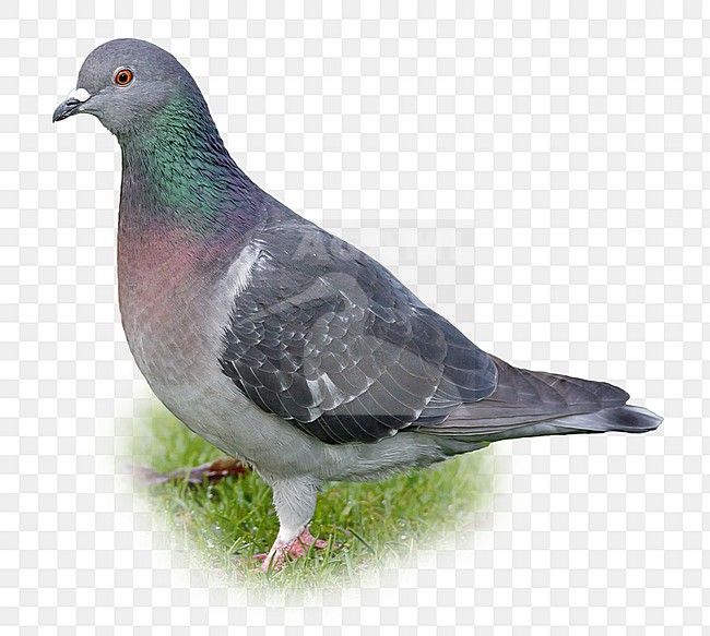 Adult 
Los Angeles Co., CA
January 2005 stock-image by Agami/Brian E Small,