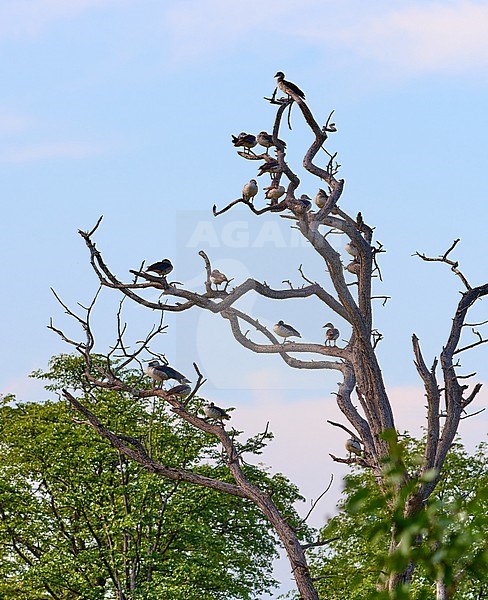 Knob-billed Duck (Sarkidiornis melanotos) flock resting in a tree, Botswana stock-image by Agami/Tomas Grim,