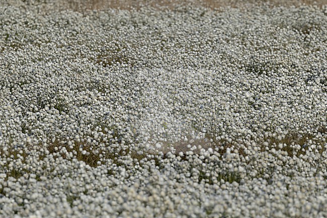 common cottongrass or common cottonsedge (eriophorum angustifolium) forming a dense white carpet in peat bog stock-image by Agami/Mathias Putze,
