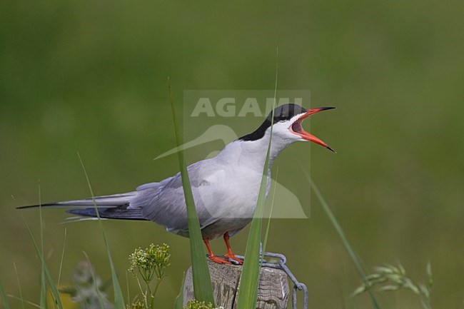Volwassen Visdief roepend; Adult Common Tern calling stock-image by Agami/Arie Ouwerkerk,