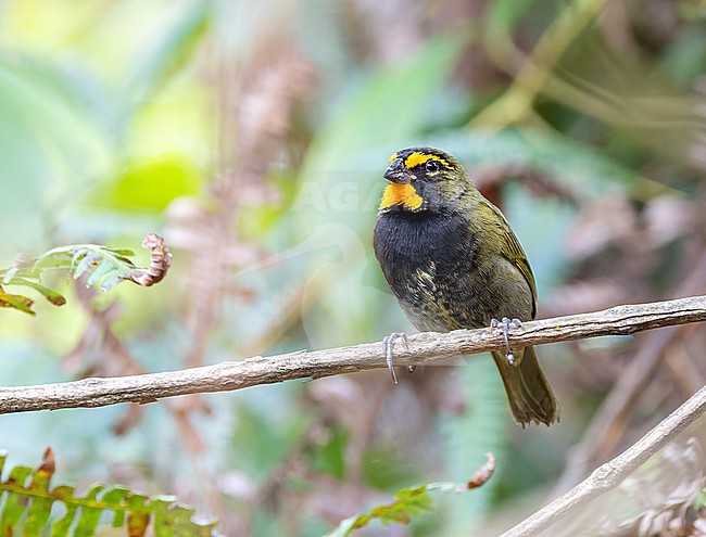 Yellow-faced Grassquit (Tiaris olivaceus) male perched on a branch stock-image by Agami/Roy de Haas,