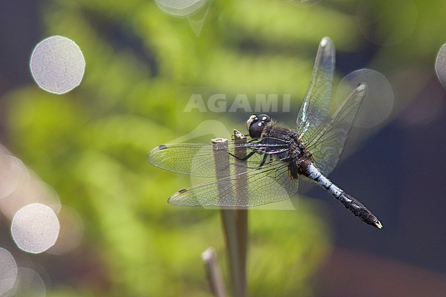 Imago Sierlijke witsnuitlibel; Adult Lilypad Whiteface stock-image by Agami/Fazal Sardar,