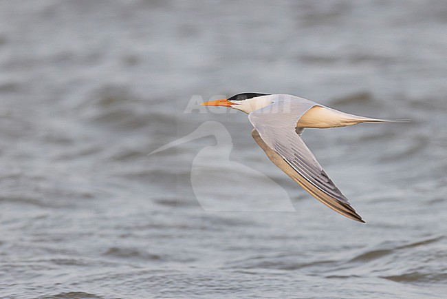 West African Crested Tern (Thalasseus albididorsalis) in flight. stock-image by Agami/David Monticelli,