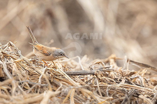 Spectacled warbler (Curruca conspicillata) sitting on dry vegetation, with a golden background, Cape Verde. stock-image by Agami/Sylvain Reyt,
