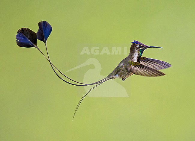 Marvelous Spatuletail (Loddigesia mirabilis) adult male in flight, hovering, with plain background stock-image by Agami/Andy & Gill Swash ,