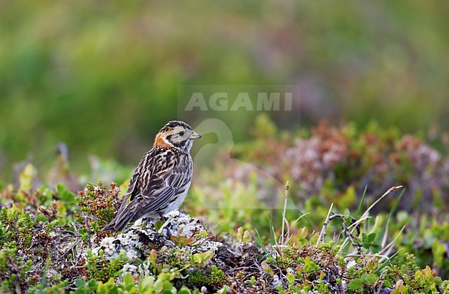 IJsgors in broedgebied; Lapland Longspur at breeding site stock-image by Agami/Markus Varesvuo,