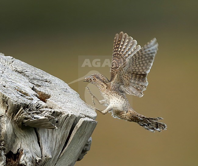 Eurasian Wryneck, Jynx torquilla, in flight at Melby, Denmark. Landing at wooden pole where its nest is. stock-image by Agami/Helge Sorensen,