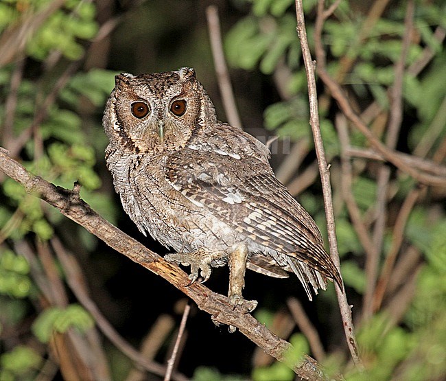 Nachtelijke Balsasschreeuwuil; Balsas Screech-Owl (Megascops seductus) active during the night stock-image by Agami/Pete Morris,