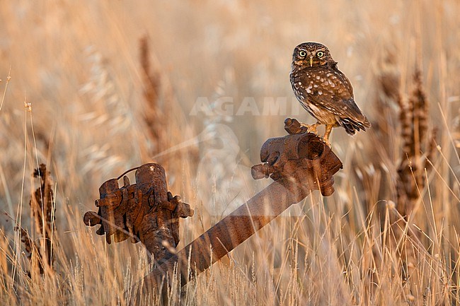 Little Owl (Athene noctua) in Italy. stock-image by Agami/Daniele Occhiato,