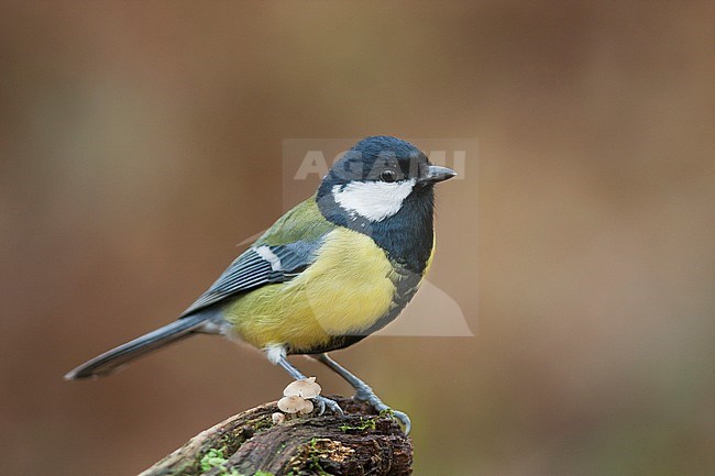 Great Tit - Kohlmeise - Parus major ssp. major, Germany, adult male stock-image by Agami/Ralph Martin,