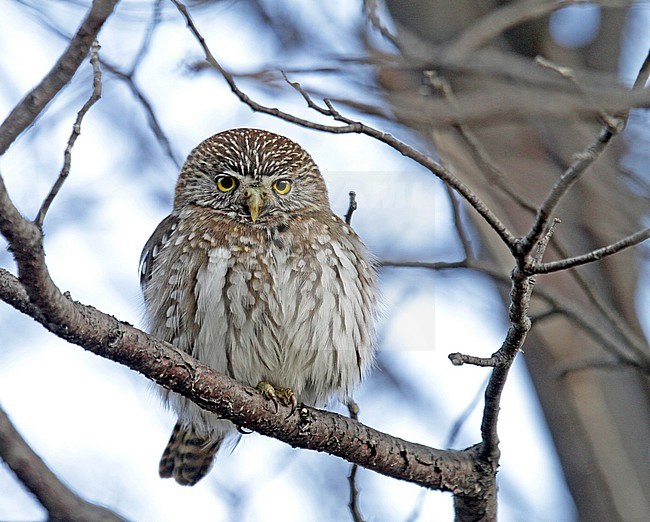 Austral Pygmy Owl (Glaucidium nana) perched in southern Argentina in temperate forest. stock-image by Agami/Pete Morris,