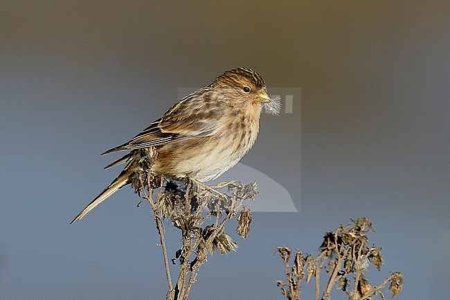 British Twite (Carduelis flavirostris pipilans) foraging at seeds in Thornham Harbour, Norfolk, England, during late autumn. stock-image by Agami/Steve Gantlett,
