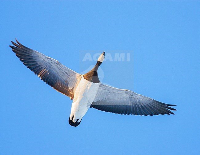 Brandgans in de vlucht; Barnacle Goose in flight stock-image by Agami/Menno van Duijn,