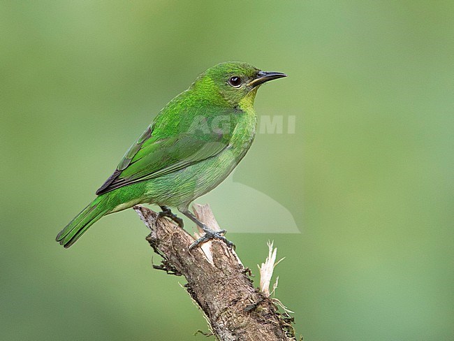 A female Green Honeycreeper (Chlorophanes spiza) at Minga Ecolodge, Cali, Colombia. stock-image by Agami/Tom Friedel,