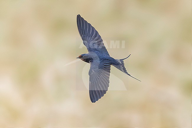 Adult Barn Swallow (Hirundo rustica) flying over an agricultural field in El Greco, Cyprus. stock-image by Agami/Vincent Legrand,