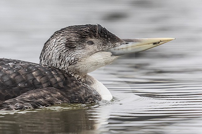 Yellow-billed Diver (Gavia adamsii) swimming on the harbour, Stellendam, Zuid-Holland, the Netherlands. stock-image by Agami/Vincent Legrand,
