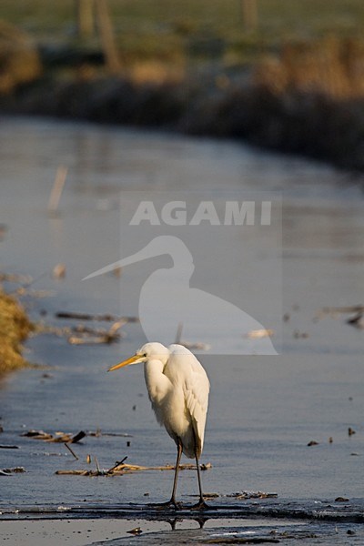 Foeragerende Grote Zilverreiger Nederland, Great Egret foraging Netherlands stock-image by Agami/Wil Leurs,