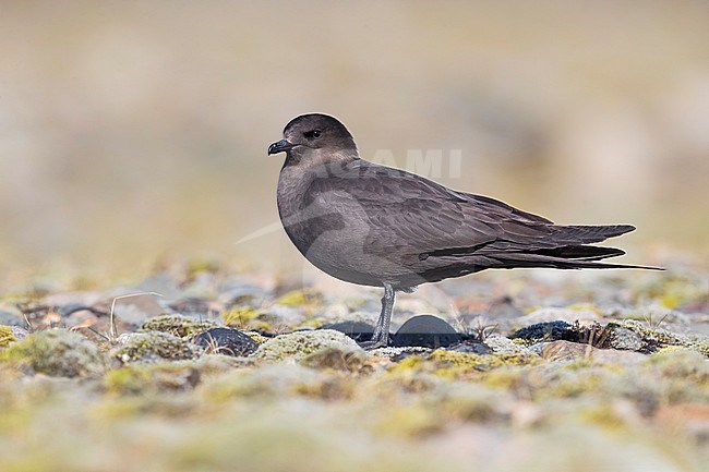 Dark morph adult Arctic Skua (Stercoraruis parasiticus) during spring on the tundra of Iceland. Standing on the ground. stock-image by Agami/Daniele Occhiato,