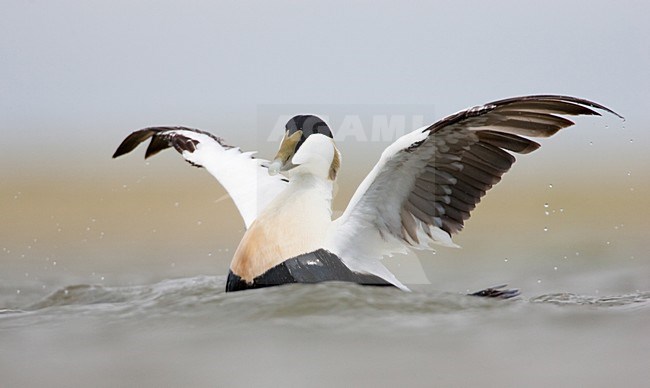 Mannetje Eider met vleugels slaand; Male Common Eider wing flapping stock-image by Agami/Menno van Duijn,