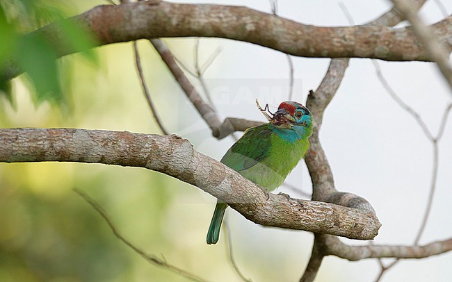 Blue-throated Barbet (Psilopogon asiaticus davisoni) perched bird eating an insect at Kaeng Krachan National Park, Thailand stock-image by Agami/Helge Sorensen,