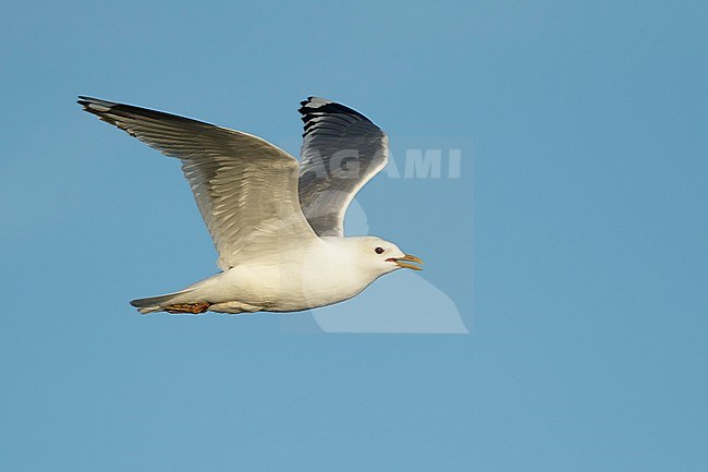 Adult Mew Gull (Larus canus brachyrhynchus) in summer plumage off Seward Peninsula, Alaska, USA. Calling in flight. stock-image by Agami/Brian E Small,