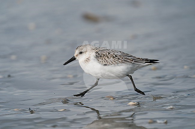 First-winter plumage Sanderling (Calidris alba) running fast on a sandy beach with both feet off the ground, floating stock-image by Agami/Ran Schols,