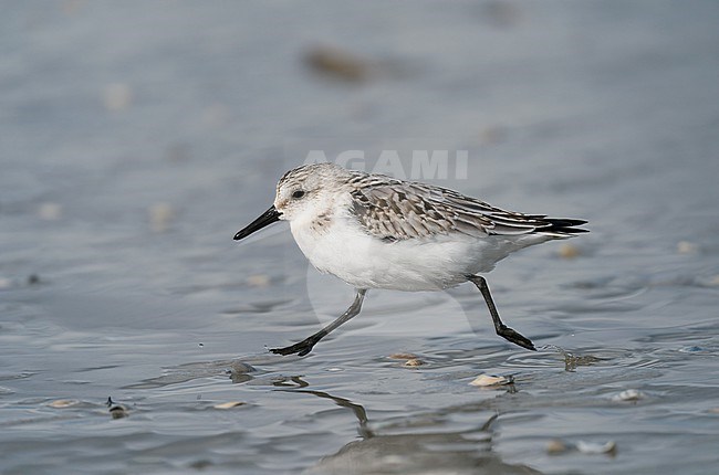 First-winter plumage Sanderling (Calidris alba) running fast on a sandy beach with both feet off the ground, floating stock-image by Agami/Ran Schols,