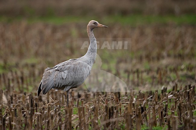 Kraanvogel jong staand in veld; Common Crane juvenile perched in field stock-image by Agami/Han Bouwmeester,