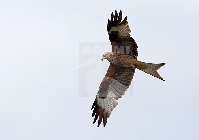 Rode Wouw in de vlucht; Red Kite in flight stock-image by Agami/Roy de Haas,