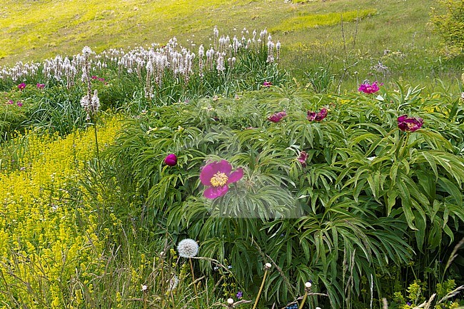Common Peony (Paeonia officinalis), plants growing on a moutain slope, Abruzzo, Italy stock-image by Agami/Saverio Gatto,