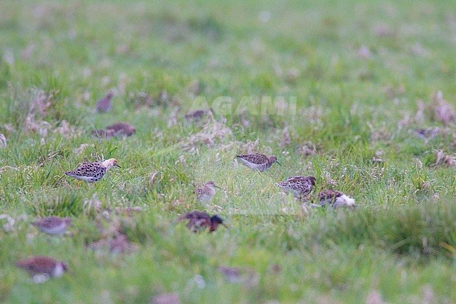 Flock of Ruff in spring foraging on a meadow with males and females moulting to summer plumage stock-image by Agami/Menno van Duijn,